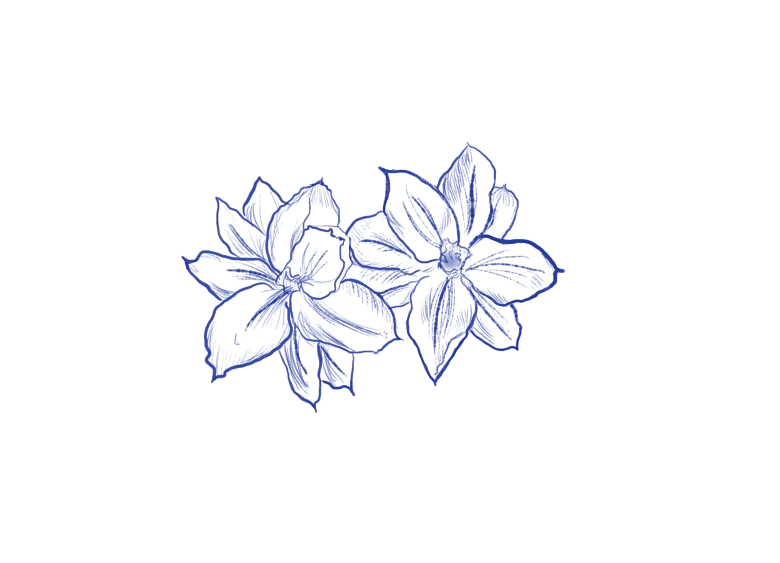 Middle left double blue flower